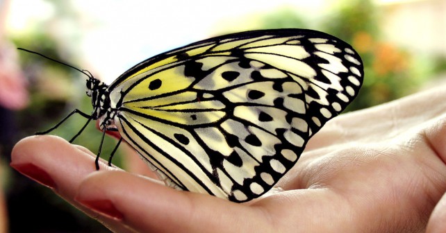 Butterfly-in-hand